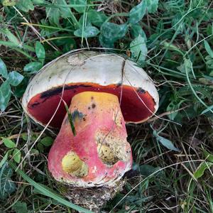 Satan`s Bolete