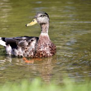 Mallard