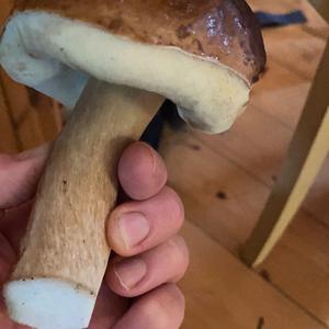 King Bolete