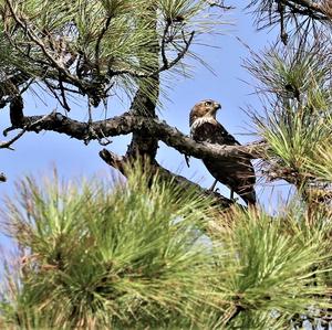 Sharp-shinned Hawk