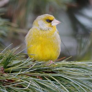 European Greenfinch