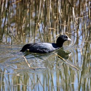 Common Coot