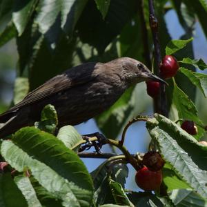 Common Starling