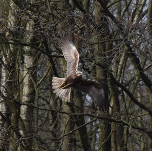 Western Marsh-harrier