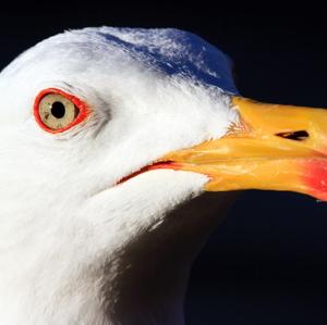 Yellow-legged Gull