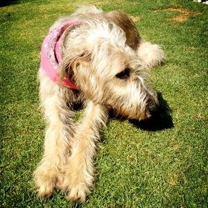 Irish Wolfhound