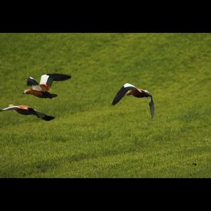 Ruddy Shelduck