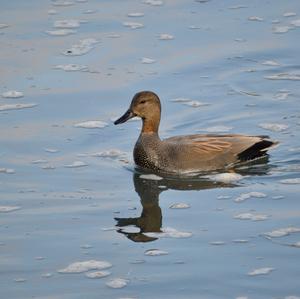 Gadwall