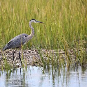 Great Blue Heron