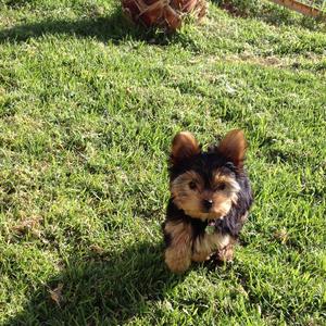 Yorkshire Terrier