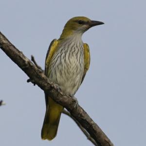 Eurasian Golden Oriole