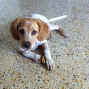Unknown Breed