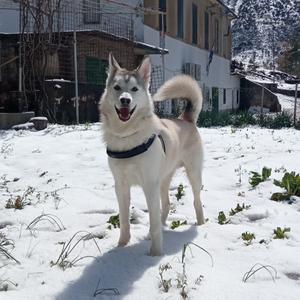 Siberian Husky