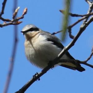 Northern Wheatear