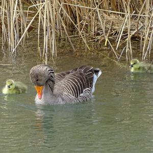 Greylag Goose