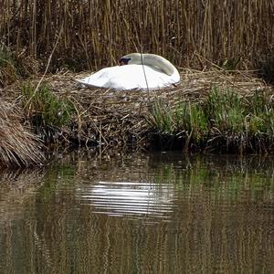 Mute Swan