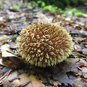 Spiny Puffball