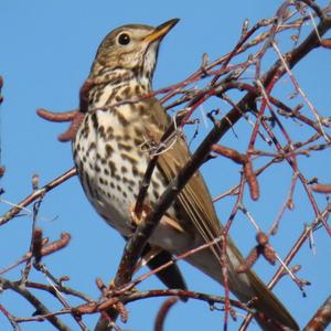 Song Thrush