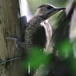 Eurasian Green Woodpecker