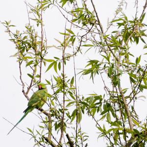 Rose-ringed Parakeet