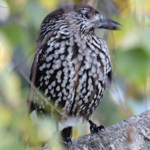 Spotted Nutcracker