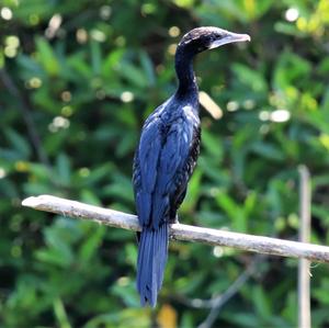 Pygmy Cormorant