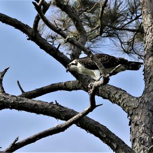 Osprey