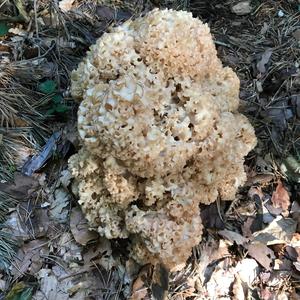 Eastern Cauliflower Mushroom