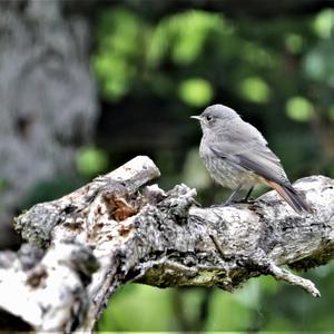 Black Redstart