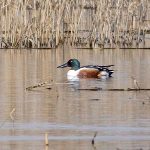 Red Shoveler