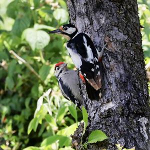 Great Spotted Woodpecker