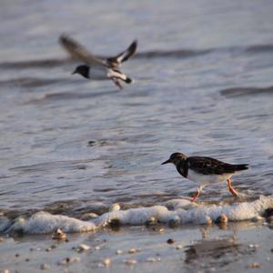 Ruddy Turnstone