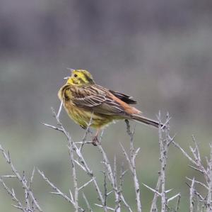 Yellowhammer