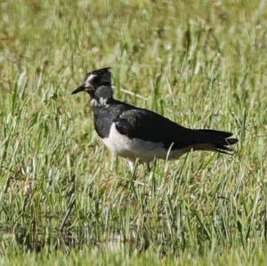 Northern Lapwing