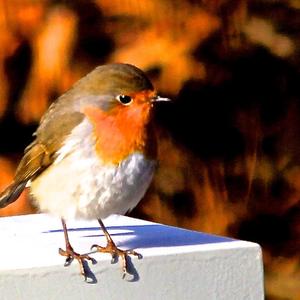 European Robin