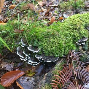 Turkey-tail