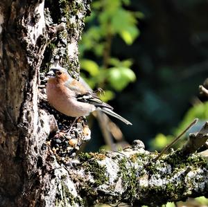 Eurasian Chaffinch