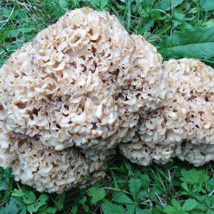 Eastern Cauliflower Mushroom