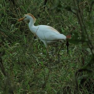 Cattle Egret