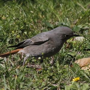 Black Redstart