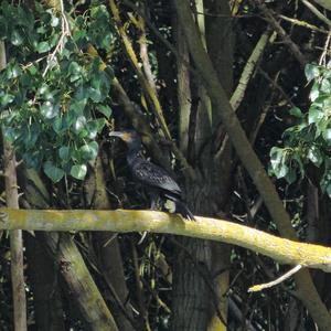 Great Cormorant