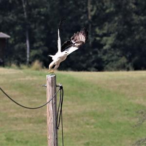 Mäusebussard