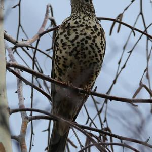 Mistle Thrush