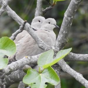 Eurasian Collared-dove