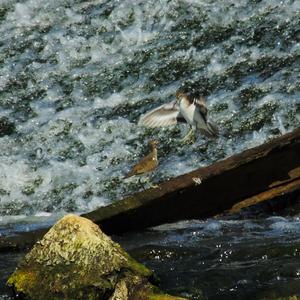 Common Sandpiper