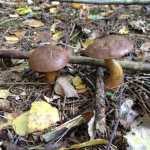 Summer Bolete