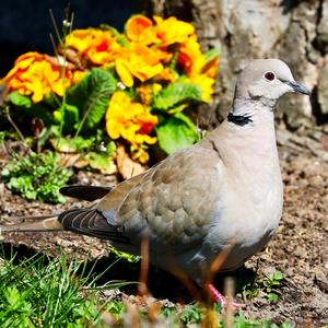 Eurasian Collared-dove