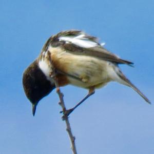 European stonechat