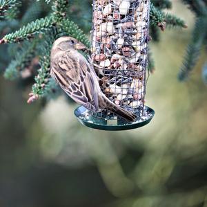 House Sparrow