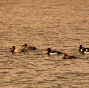 Common Pochard